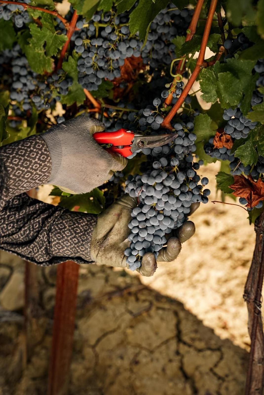 Wine Residence Cattunar Brtonigla Exteriér fotografie