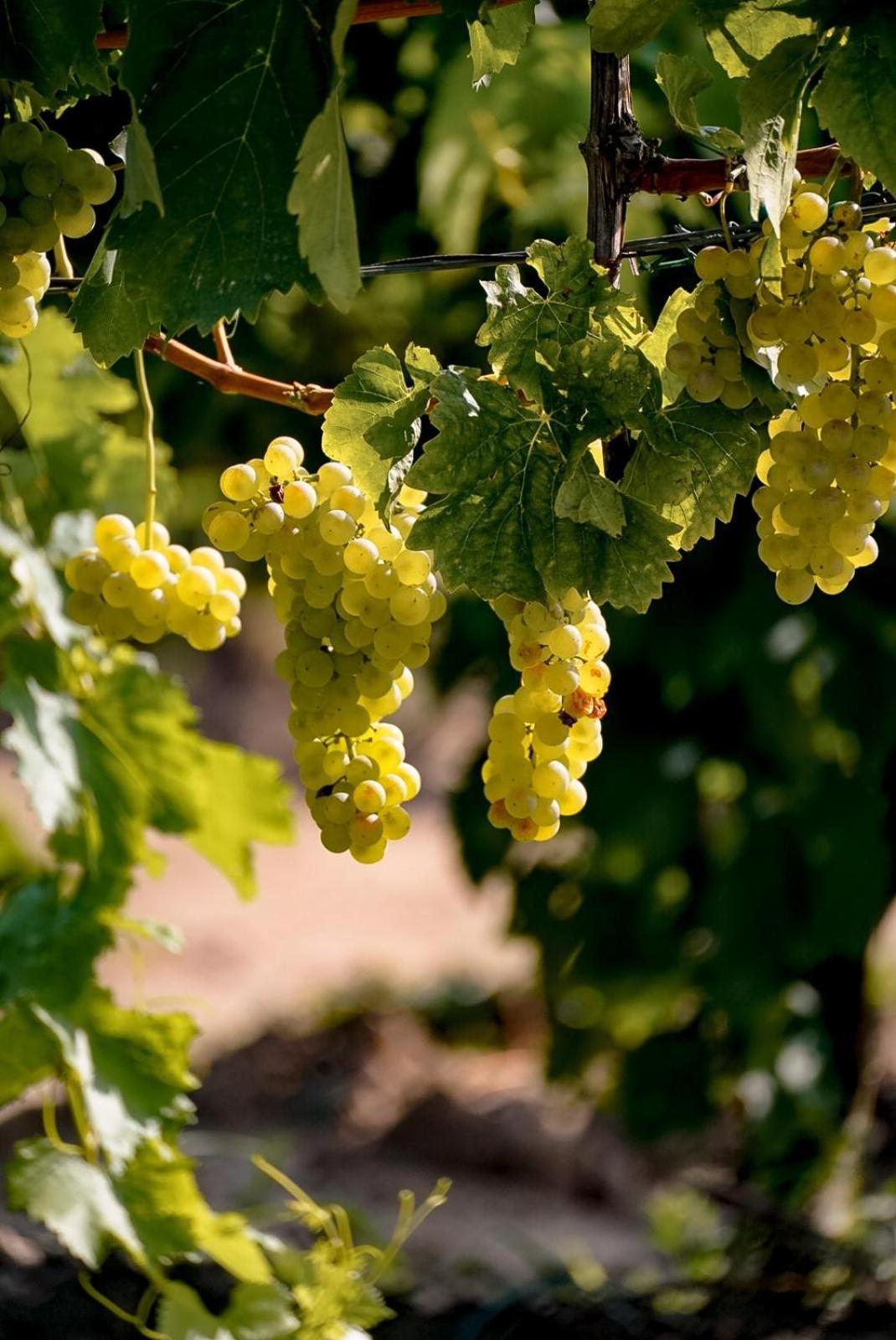 Wine Residence Cattunar Brtonigla Exteriér fotografie